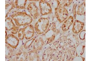 IHC image of ABIN7143765 diluted at 1:300 and staining in paraffin-embedded human kidney tissue performed on a Leica BondTM system. (MGAT4B Antikörper  (AA 380-522))