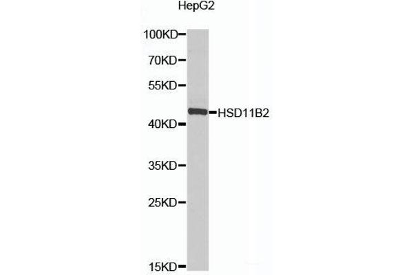 HSD11B2 Antikörper