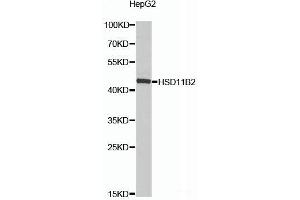 Western blot analysis of extracts of HepG2 cells using HSD11B2 Polyclonal Antibody at dilution of 1:1000. (HSD11B2 Antikörper)