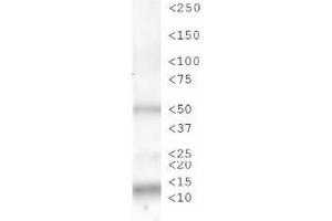Western Blot of Rabbit Anti-Histone H3 [p Ser28] Antibody. (Histone 3 Antikörper  (pSer28))