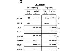 CD44 affiliation with lipid rafts is reduced during migration of highly-invasive breast cancer cells. (Annexin A2 Antikörper)