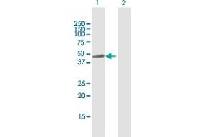 Western Blotting (WB) image for anti-Sirtuin 7 (SIRT7) (AA 1-400) antibody (ABIN950083)