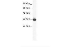 Image no. 1 for anti-Serotonin Receptor 1B (HTR1B) (N-Term) antibody (ABIN202408) (5HT1B Receptor Antikörper  (N-Term))