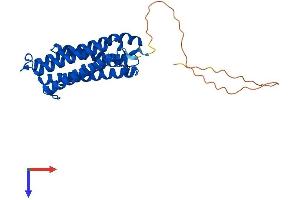 Cytochrome B Reductase 1 Protein (CYBRD1) (AA 1-290) (His tag)