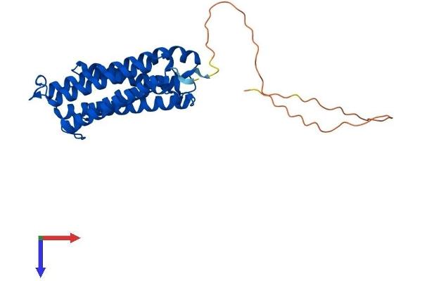 Cytochrome B Reductase 1 Protein (CYBRD1) (AA 1-290) (His tag)