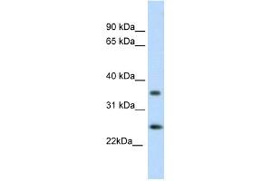WB Suggested Anti-FADD Antibody Titration: 0.