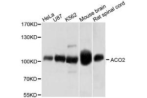 Western blot analysis of extracts of various cell lines, using ACO2 antibody (ABIN1870767) at 1:1000 dilution. (ACO2 Antikörper)