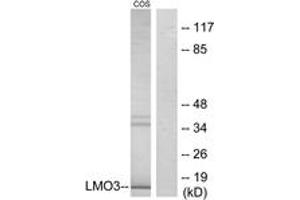 Western blot analysis of extracts from COS7 cells, using LMO3 Antibody. (LMO3 Antikörper  (AA 96-145))