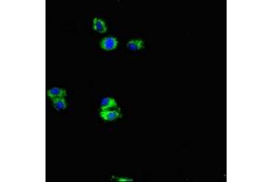 Immunofluorescence (IF) image for anti-Amyloid beta (A4) Precursor Protein (APP) antibody (ABIN7144489)