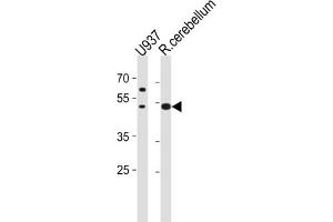 Western Blotting (WB) image for anti-Solute Carrier Family 25 (Mitochondrial Carrier, Phosphate Carrier), Member 25 (SLC25A25) antibody (ABIN3004716) (SLC25A25 Antikörper)