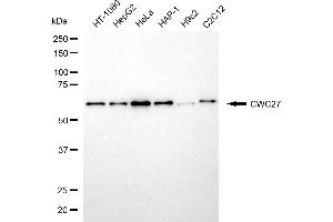 anti-CWC27 Spliceosome-Associated Protein Homolog (Cwc27) antibody