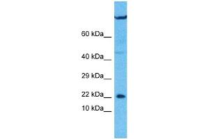 Host:  Rabbit  Target Name:  UXT  Sample Type:  U937 Whole Cell lysates  Antibody Dilution:  1. (UXT Antikörper  (C-Term))