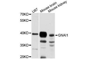 Western blot analysis of extracts of various cell lines, using GNAI1 antibody (ABIN5995925) at 1:3000 dilution.