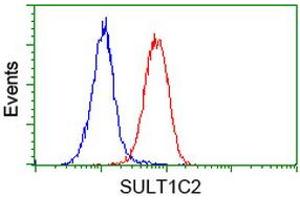Flow cytometric Analysis of Hela cells, using anti-SULT1C2 antibody (ABIN2454325), (Red), compared to a nonspecific negative control antibody, (Blue). (SULT1C2 Antikörper)