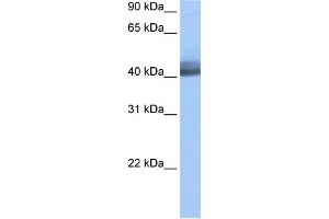 WB Suggested Anti-RBM4 Antibody Titration:  0. (RBM4 Antikörper  (Middle Region))