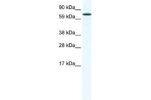 FOXO6 antibody (20R-1176) used at 0. (Foxo6 Antikörper  (N-Term))