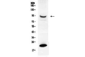Western Blotting (WB) image for anti-Prolactin Receptor (PRLR) (AA 591-605), (C-Term) antibody (ABIN3043973)