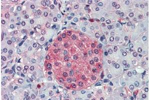 Anti-SLC11A2 antibody  ABIN960802 IHC staining of human pancreas.