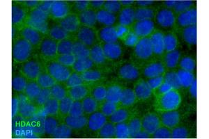 Immunocytochemistry staining of HDAC6 in formaldehyde-fixed and Triton-permeabilized HEK-293T cells by mouse monoclonal antibody 178, followed by anti-mouse Alexa Fluor 488 (green), DNA indicated by DAPI (blue). (HDAC6 Antikörper)
