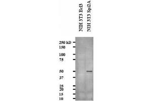 Image no. 2 for anti-serine (Or Cysteine) Peptidase Inhibitor, Clade A, Member 3G (Serpina3g) (AA 406-426) antibody (ABIN108636) (serine (Or Cysteine) Peptidase Inhibitor, Clade A, Member 3G (Serpina3g) (AA 406-426) Antikörper)