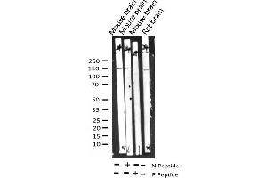 Western blot analysis of Phospho-GRF-1 (Tyr1105) expression in various lysates (GRLF1 Antikörper  (pTyr1105))