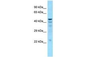 Image no. 1 for anti-5',3'-Nucleotidase, Cytosolic (NT5C) (C-Term) antibody (ABIN6748328) (NT5C Antikörper  (C-Term))