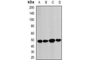 Western blot analysis of BCS1L expression in MCF7 (A), Hela (B), mouse heart (C), mouse liver (D) whole cell lysates. (BCS1L Antikörper)