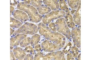 Immunohistochemistry of paraffin-embedded Mouse kidney using FKBP6 Polyclonal Antibody at dilution of 1:100 (40x lens). (FKBP6 Antikörper)