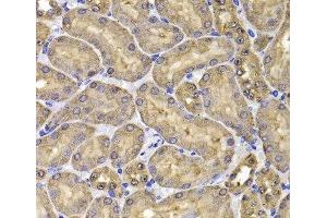 Immunohistochemistry of paraffin-embedded Mouse kidney using FKBP6 Polyclonal Antibody at dilution of 1:100 (40x lens).