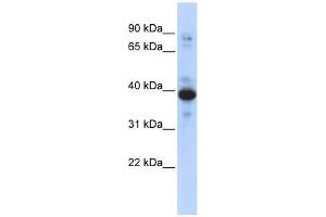 RNF34 antibody used at 0.