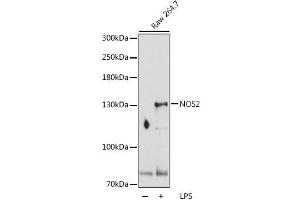 Western blot analysis of extracts of Raw 264. (NOS2 Antikörper  (AA 500-730))
