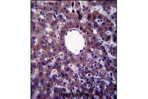 VNN3 Antibody (C-term) (ABIN657602 and ABIN2846600) immunohistochemistry analysis in formalin fixed and paraffin embedded human liver tissue followed by peroxidase conjugation of the secondary antibody and DAB staining. (VNN3 Antikörper  (C-Term))