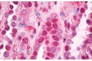 Anti-B2M / Beta 2 Microglobulin antibody IHC staining of human kidney. (beta-2 Microglobulin Antikörper  (AA 1-120))