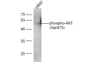 U937 cell lysates probed with Anti-AKT1/2/3 (Ser472/Ser473/Ser474) Polyclonal Antibody, Unconjugated  at 1:5000 for 90 min at 37˚C. (AKT 1/2/3 Antikörper  (pSer473))
