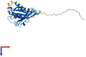 RAB38 Protein (AA 1-211) (His tag)