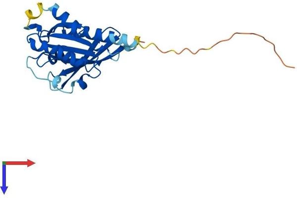 RAB38 Protein (AA 1-211) (His tag)