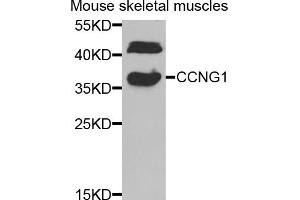 Western blot analysis of extracts of mouse skeletal muscle, using CCNG1 antibody (ABIN5973038) at 1/1000 dilution. (Cyclin G1 Antikörper)