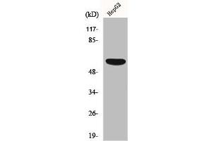 Western Blot analysis of HepG2 cells using OY-TES-1 Polyclonal Antibody