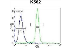 Flow cytometric analysis of K562 cells using HMG1L10 Antibody (N-term) Cat. (HMG1L10 Antikörper  (N-Term))