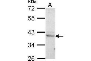 WB Image Sample (30 ug of whole cell lysate) A: H1299 10% SDS PAGE antibody diluted at 1:1000