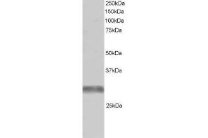 Western Blotting (WB) image for anti-Tripartite Motif Containing 7 (TRIM7) (C-Term) antibody (ABIN2465771) (TRIM7 Antikörper  (C-Term))