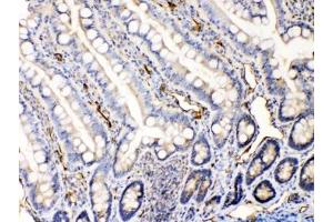 IHC testing of FFPE rat intestine tissue with Bax antibody at 1ug/ml. (BAX Antikörper  (AA 17-48))