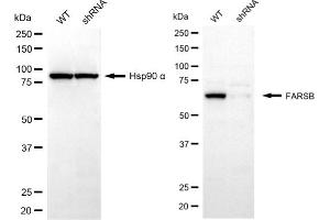 Western blotting analysis using FARSB antibody (ABIN7799786). (FARSB Antikörper)