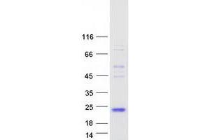 Validation with Western Blot (FSH Protein (Transcript Variant 1) (Myc-DYKDDDDK Tag))