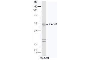 Mouse lung lysates probed with Rabbit Anti-DPAGT1 Polyclonal Antibody, Unconjugated (ABIN2559605) at 1:300 in 4˚C. (DPAGT1 Antikörper  (AA 301-408))