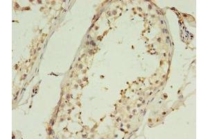 Immunohistochemistry of paraffin-embedded human testis tissue using ABIN7148349 at dilution of 1:100 (CTRP6 Antikörper  (AA 47-278))