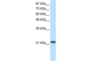 Western Blotting (WB) image for anti-High-Mobility Group Box 1-Like 10 (HMG1L10) antibody (ABIN2461320)