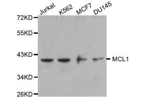 Western blot analysis of extracts of various cell lines, using MCL1 antibody. (MCL-1 Antikörper)