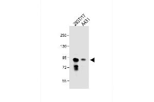 All lanes : Anti-DEPDC1 Antibody (N-term) at 1:1000 dilution Lane 1: 293T/17 whole cell lysate Lane 2: A431 whole cell lysate Lysates/proteins at 30 μg per lane.