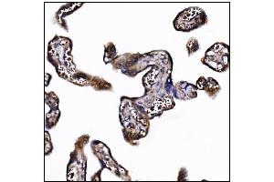 IHC analysis of POGLUT1 using anti-POGLUT1 antibody (ABIN7602910). (POGLUT1 Antikörper  (C-Term))